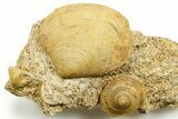 Jurassic Sea Snail (Obornella) and Clam (Astarte) Fossil - France #367815-1